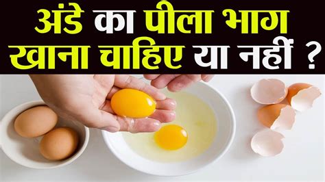 egg yolk meaning in hindi